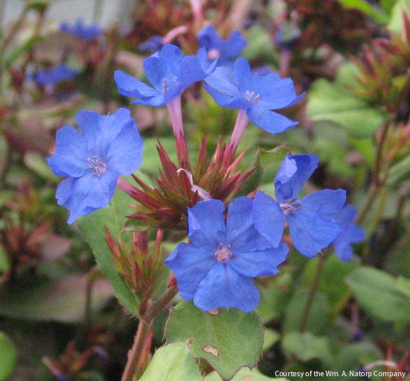 Ceratostigma plumbaginoides -Ship Only