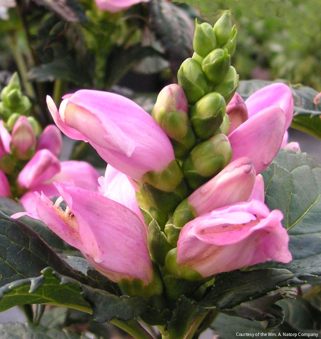 Chelone l. 'Hot Lips' -Ship Only
