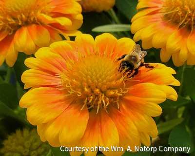 Gaillardia 'Arizona Apricot' -Ship Only