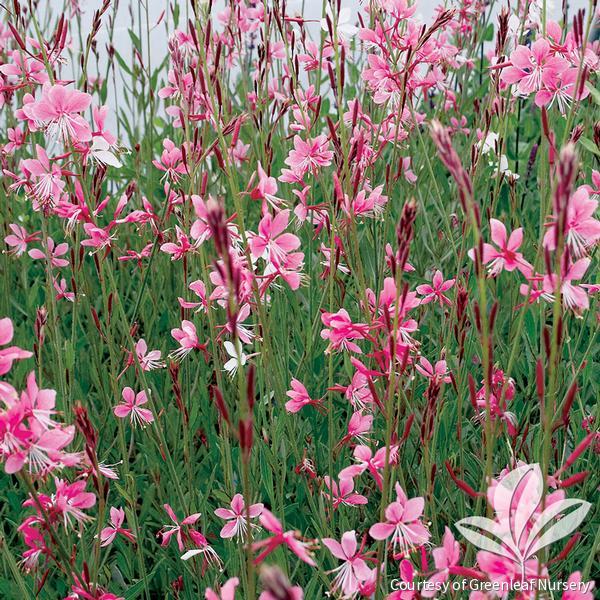 Gaura l. 'Siskiyou Pink' -Ship Only