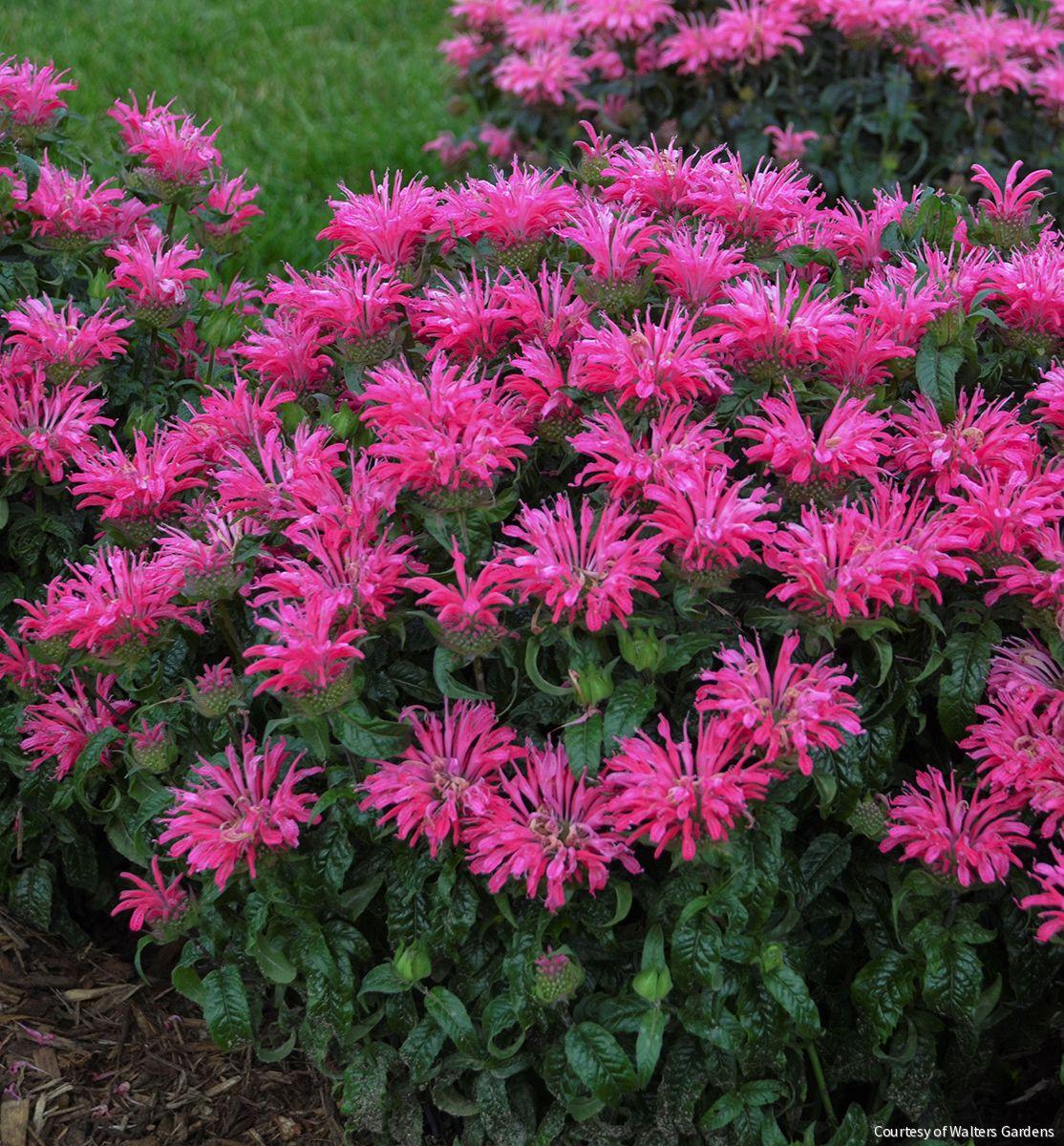 Monarda 'Electric Neon Pink' -Ship Only