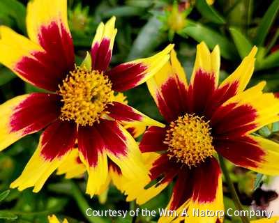 Coreopsis g. 'Super Star' -Ship Only