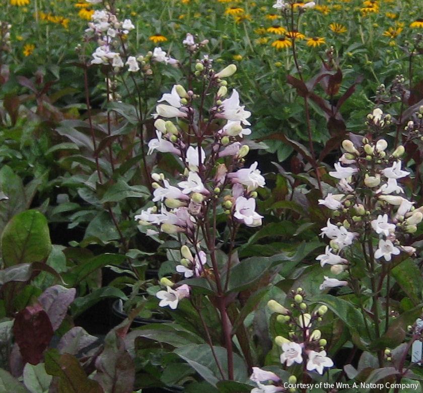 Penstemon d. 'Husker Red' -Ship Only