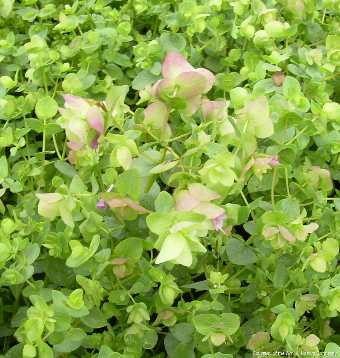 Origanum 'Kent Beauty' -Ship Only
