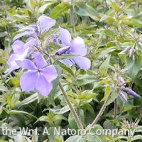 Phlox d. 'Blue Moon' -Ship Only