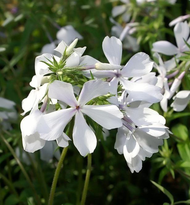 Phlox d. 'May Breeze' -Ship Only