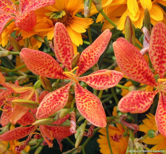 Belamcanda chinensis -Ship Only