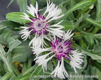 Centaurea m. 'Amethyst in Snow' -Ship Only