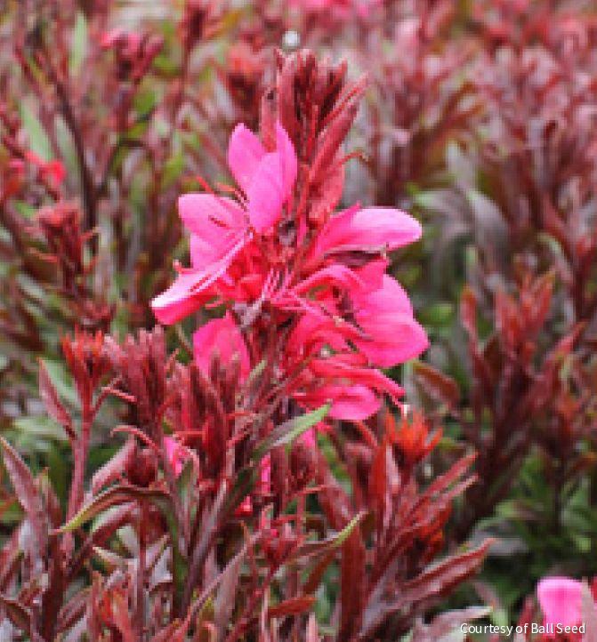 Gaura 'Gaudi Red' -Ship Only