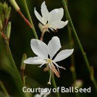 Gaura l. Belleza® White -Ship Only