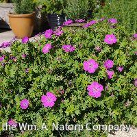 Geranium s. 'New Hampshire Purple' -Ship Only