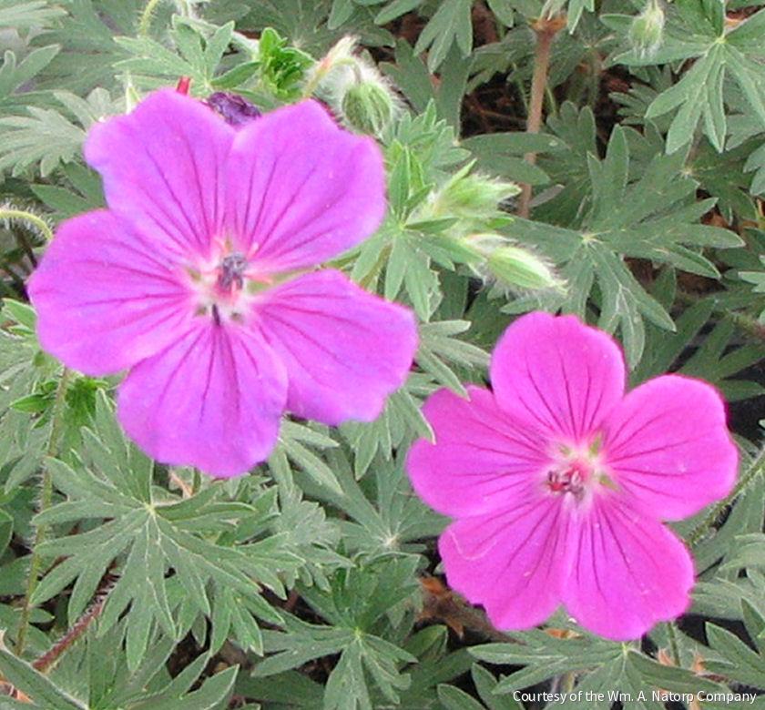 Geranium 'Tiny Monster' -Ship Only