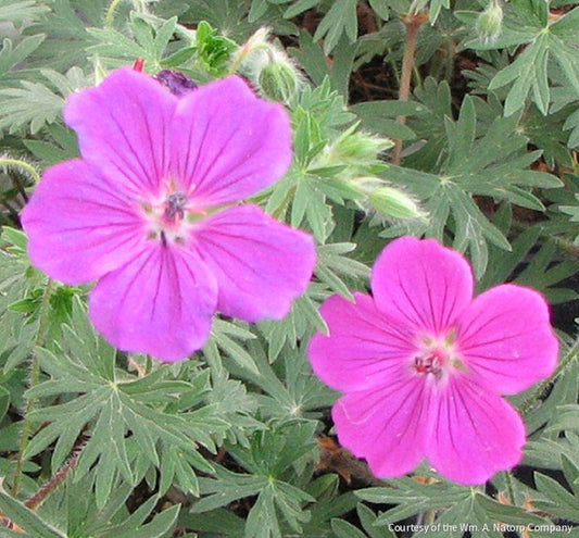 Geranium 'Tiny Monster' -Ship Only