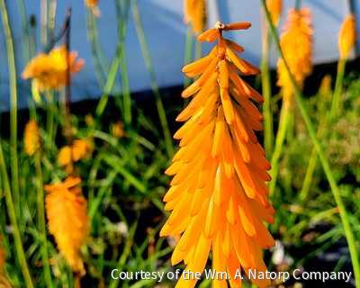 Kniphofia 'Mango Popsicle' -Ship Only