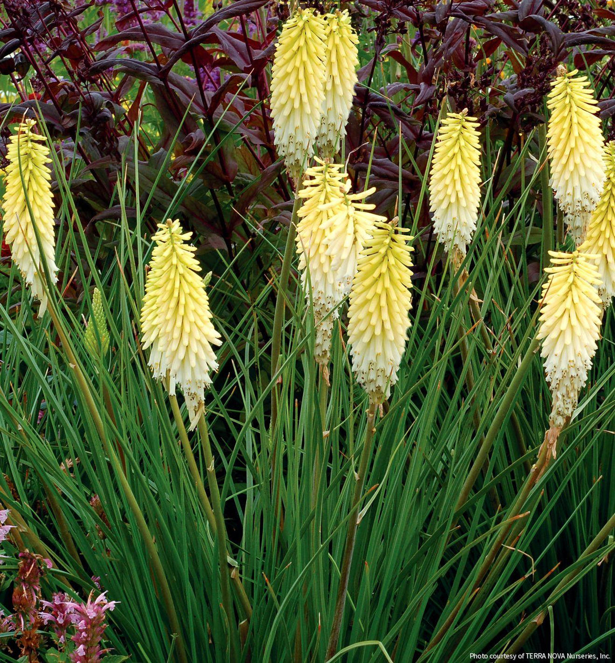 Kniphofia 'Pineapple Popsicle' -Ship Only