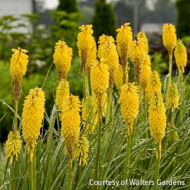 Kniphofia Pyromania® 'Solar Flare' -Ship Only