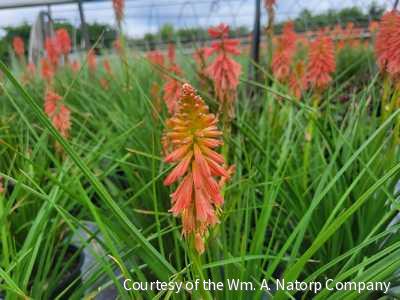Kniphofia 'Redhot Popsicle' -Ship Only