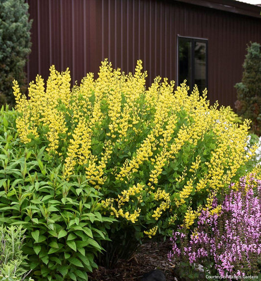 Baptisia 'American Goldfinch' -Ship Only