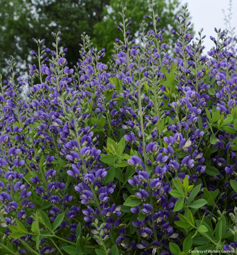 Baptisia Decadence® 'Blueberry Sundae' -Ship Only