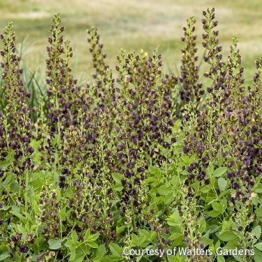 Baptisia Decadence® 'Dark Chocolate' -Ship Only