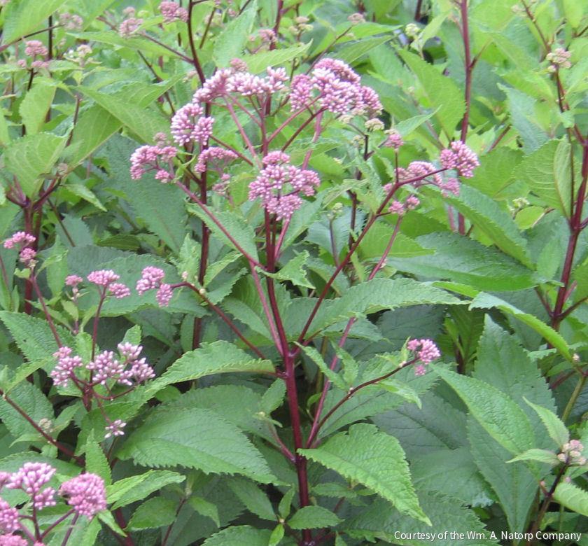Eupatorium m. 'Gateway' -Ship Only