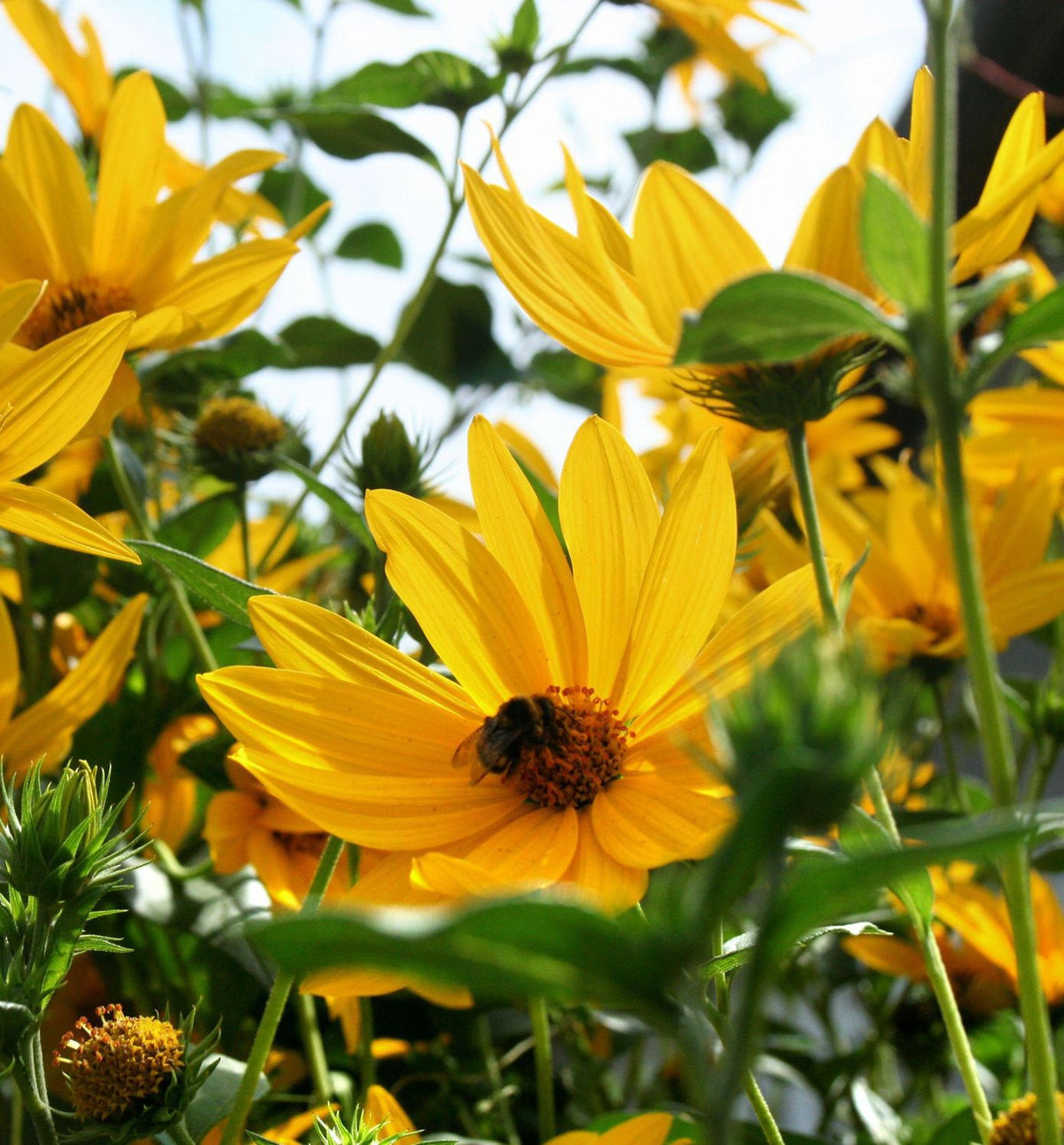 Heliopsis 'Summer Nights' -Ship Only