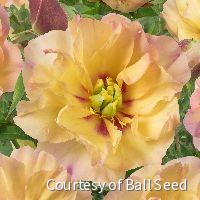Paeonia (ITOH) 'Canary Brilliants' -Ship Only