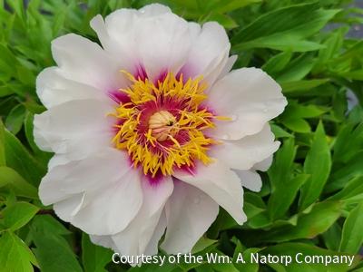 Paeonia (ITOH) Cora Louise -Ship Only