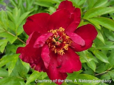 Paeonia (ITOH) 'Scarlet Heaven' -Ship Only
