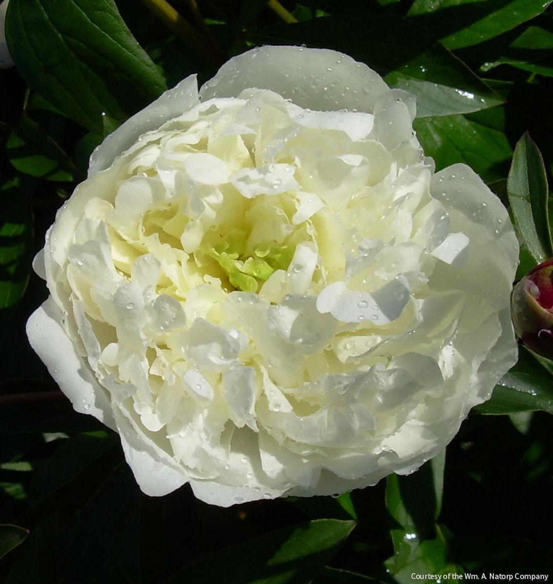 Paeonia 'Festiva Maxima' -Ship Only