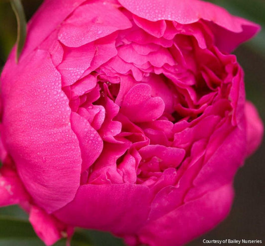 Paeonia 'Kansas' -Ship Only
