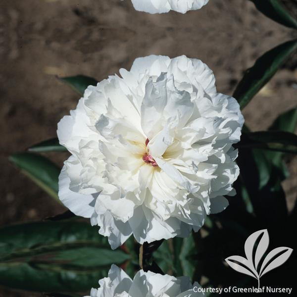 Paeonia 'Shirley Temple' -Ship Only