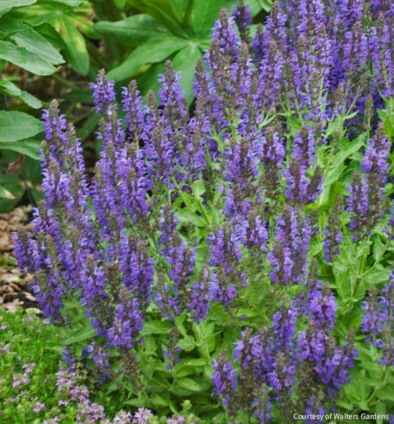 Salvia n. 'Marcus' -Ship Only