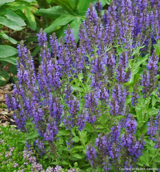 Salvia n. 'Marcus' -Ship Only