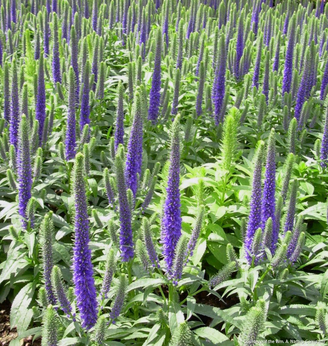 Veronica 'Royal Candles' -Ship Only