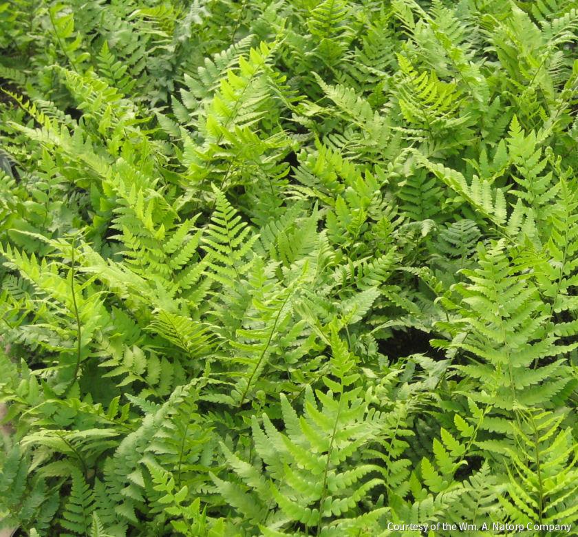 Fern [Dixie Wood] Dryopteris x australis -Ship Only