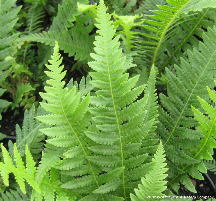 Fern [Japanese Beech]Thelypteris decursi -Ship Only