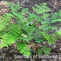 Fern [Royal] Osmunda regalis -Ship Only