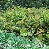 Fern [Brilliance Autumn] Dryopteris e. ' -Ship Only