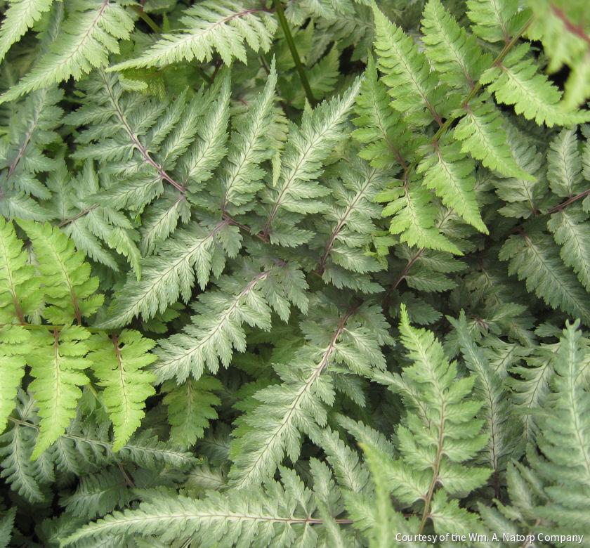 Fern [Japanese Painted] Athyrium n. 'Pic -Ship Only