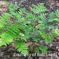 Fern [Regal Red Paint] Athyrium'RegalRed -Ship Only