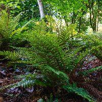 Fern [Tassel] Polystichum polyblepharum -Ship Only