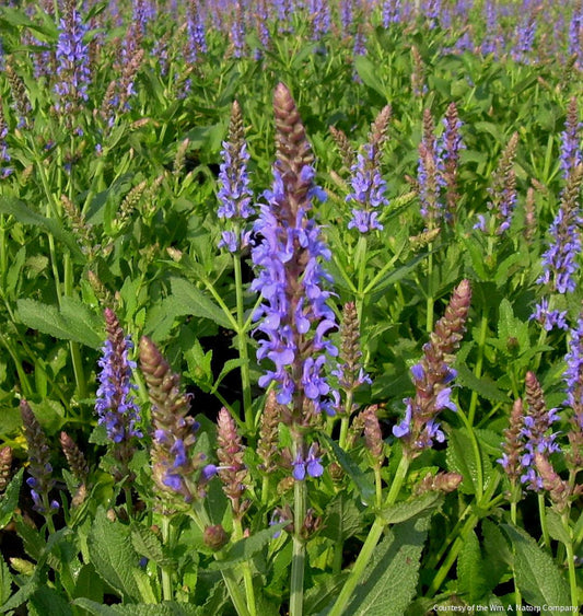 Salvia n. 'Blue Hill' -Ship Only