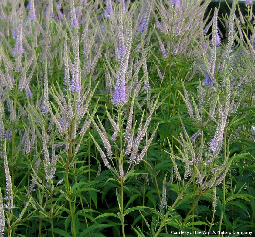 Veronicastrum v. 'Fascination' -Ship Only