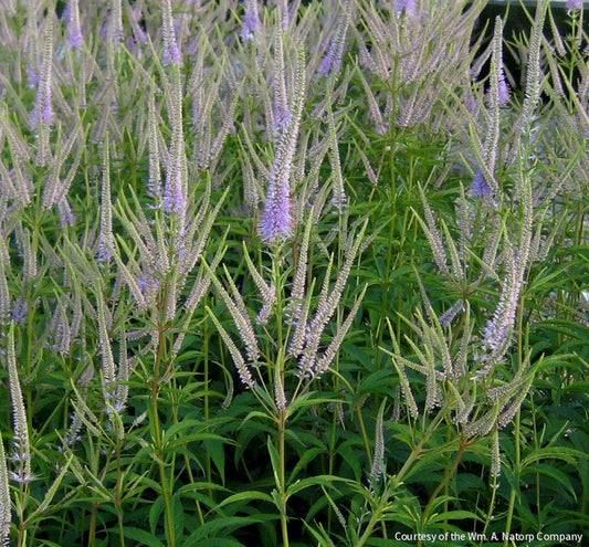 Veronicastrum v. 'Fascination' -Ship Only