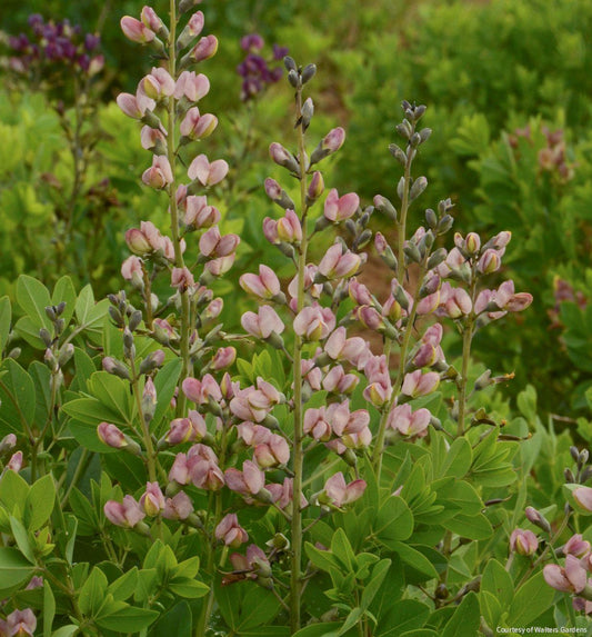 Baptisia Decadence® 'Pink Truffles' -Ship Only