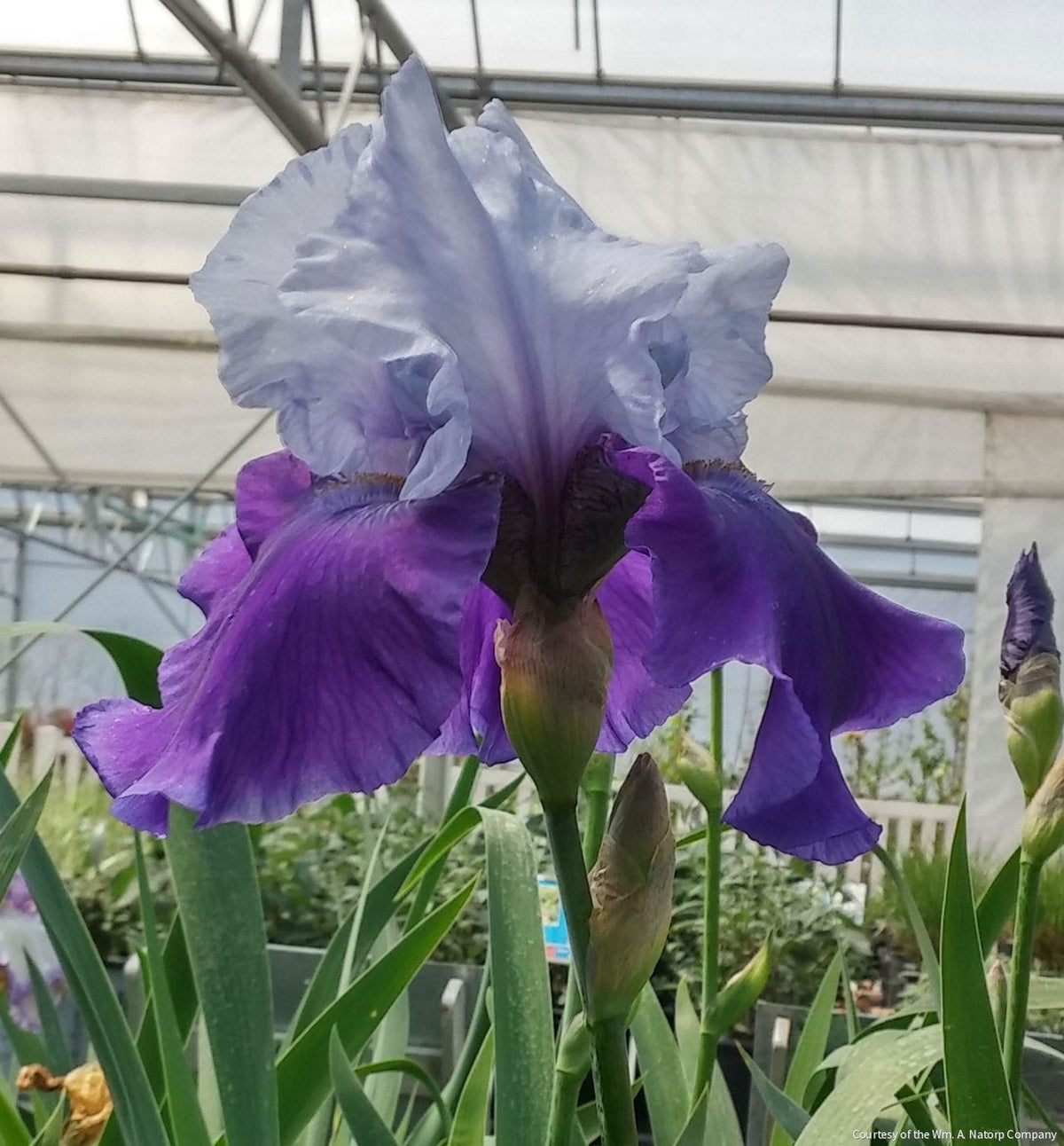 Iris g. 'Best Bet' (Rebloom) -Ship Only