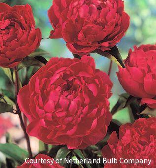 Paeonia 'Buckeye Belle' -Ship Only