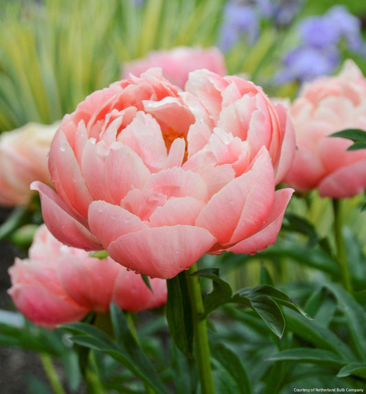 Paeonia 'Coral Charm' -Ship Only