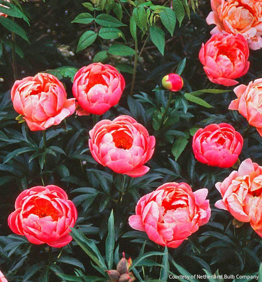 Paeonia 'Coral Sunset' -Ship Only
